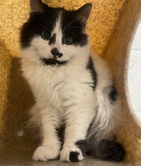 Picture of the Animal Listed