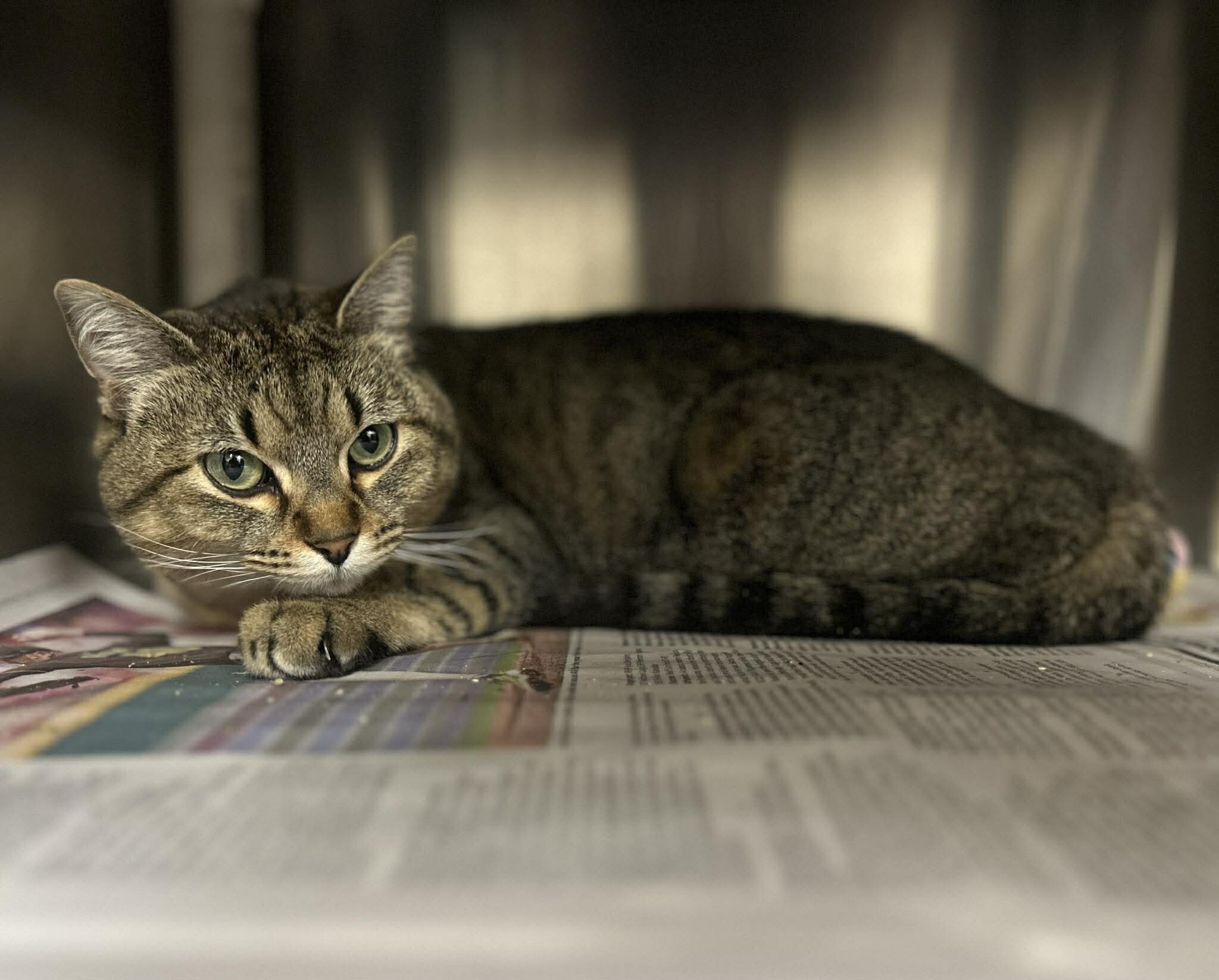 Picture of the Animal Listed