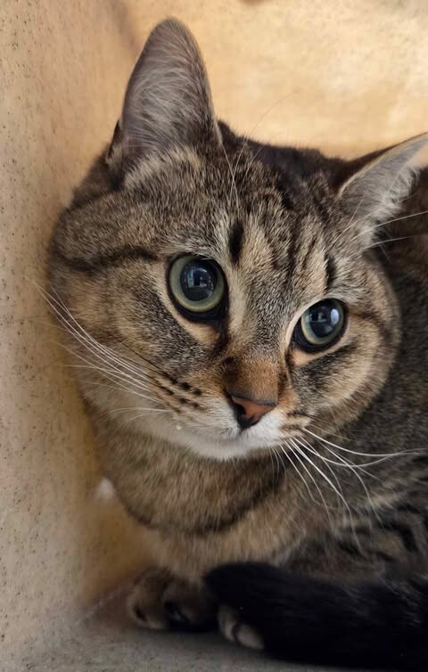 Picture of the Animal Listed