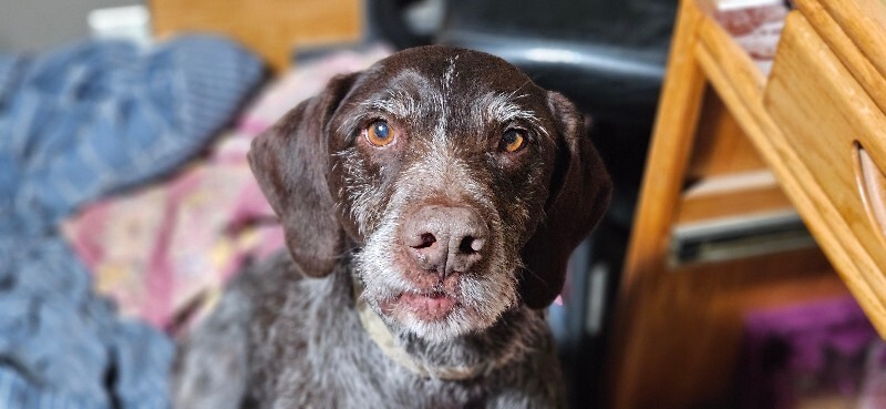 Picture of the Animal Listed