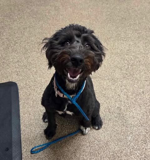 Picture of the Animal Listed