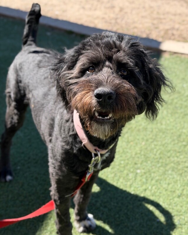 Picture of the Animal Listed