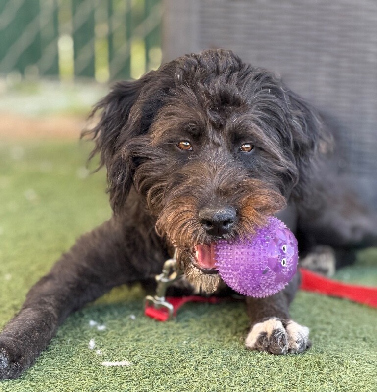 Picture of the Animal Listed