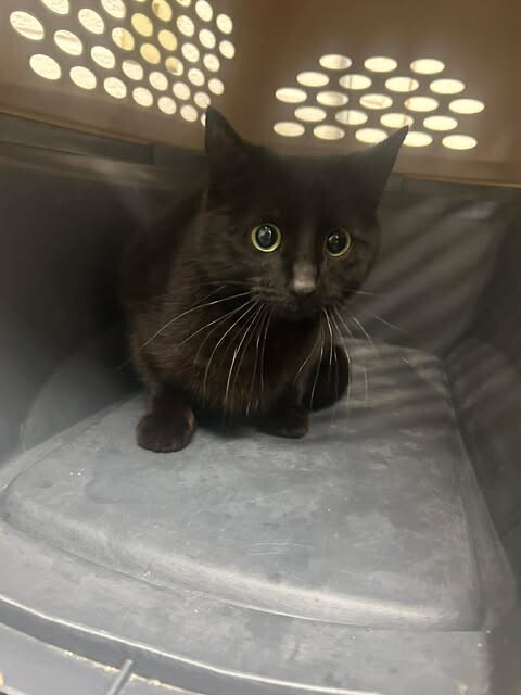 Picture of the Animal Listed