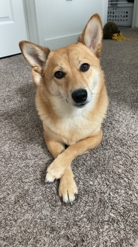 Picture of the Animal Listed