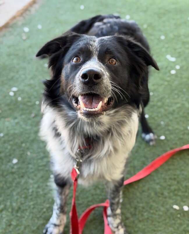 Picture of the Animal Listed