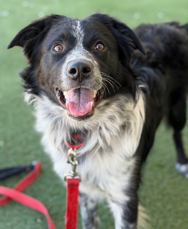 Picture of the Animal Listed