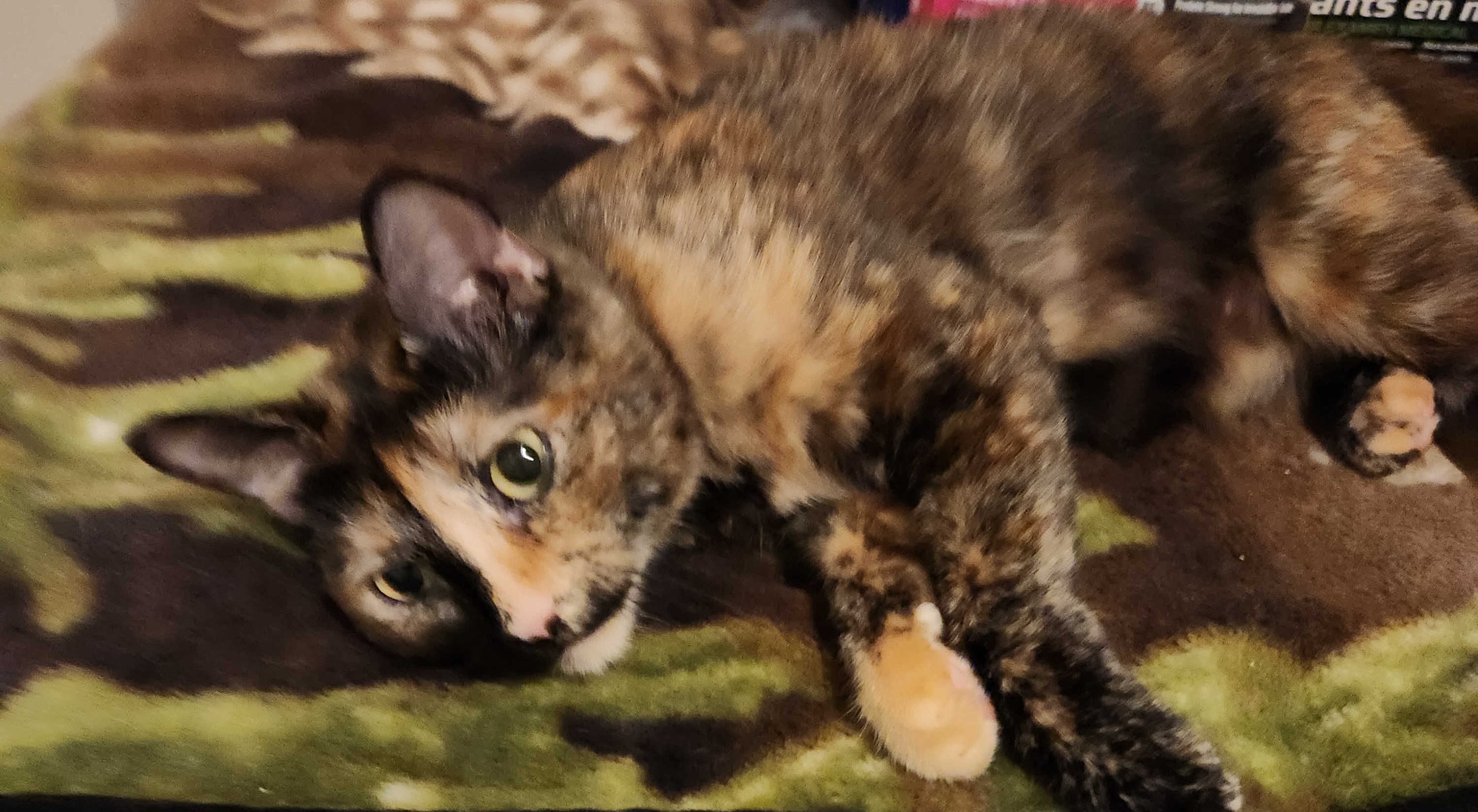 Picture of the Animal Listed
