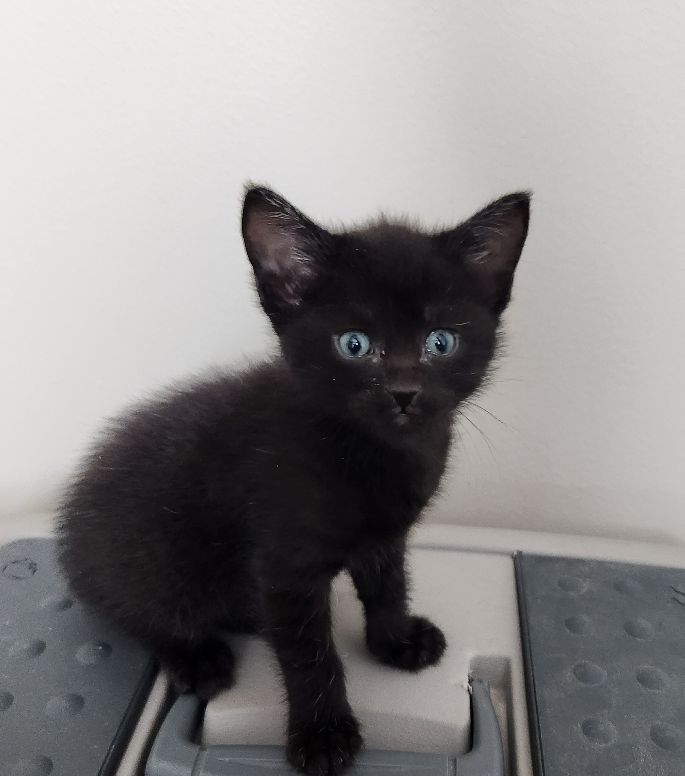 Picture of the Animal Listed