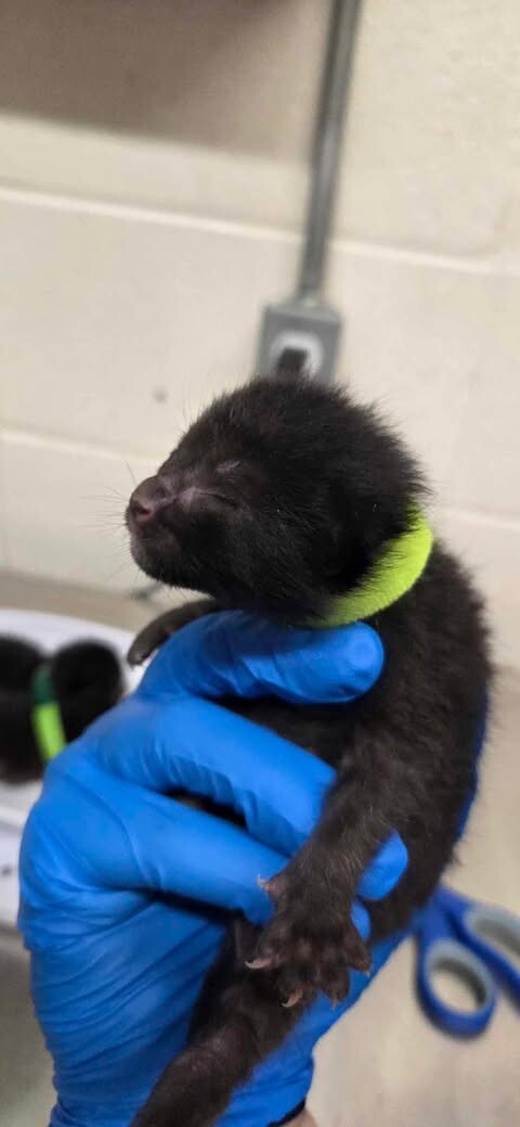 Picture of the Animal Listed