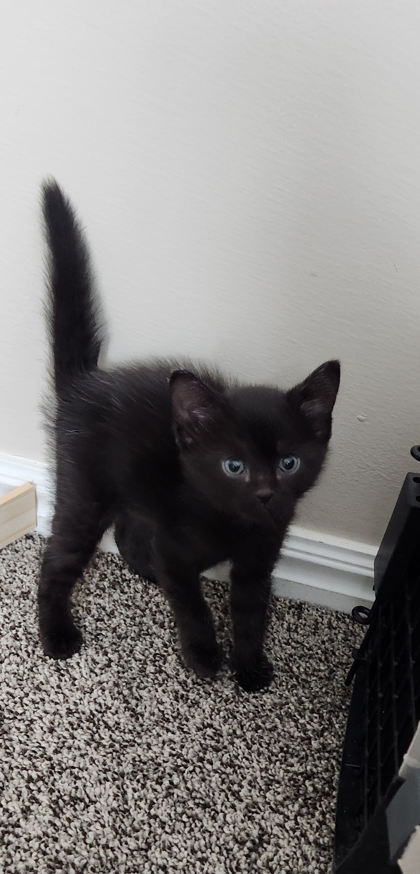 Picture of the Animal Listed