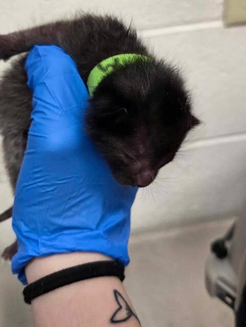 Picture of the Animal Listed