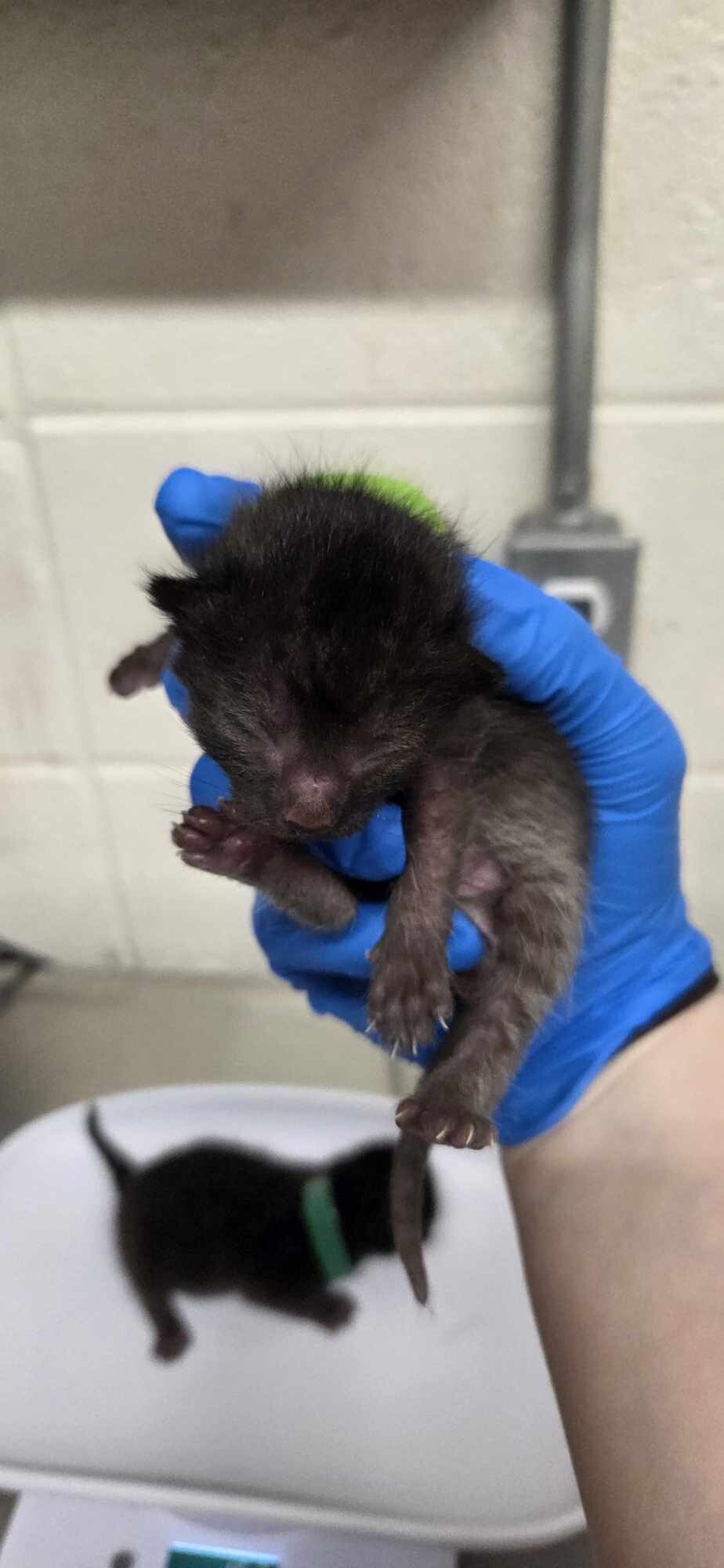 Picture of the Animal Listed