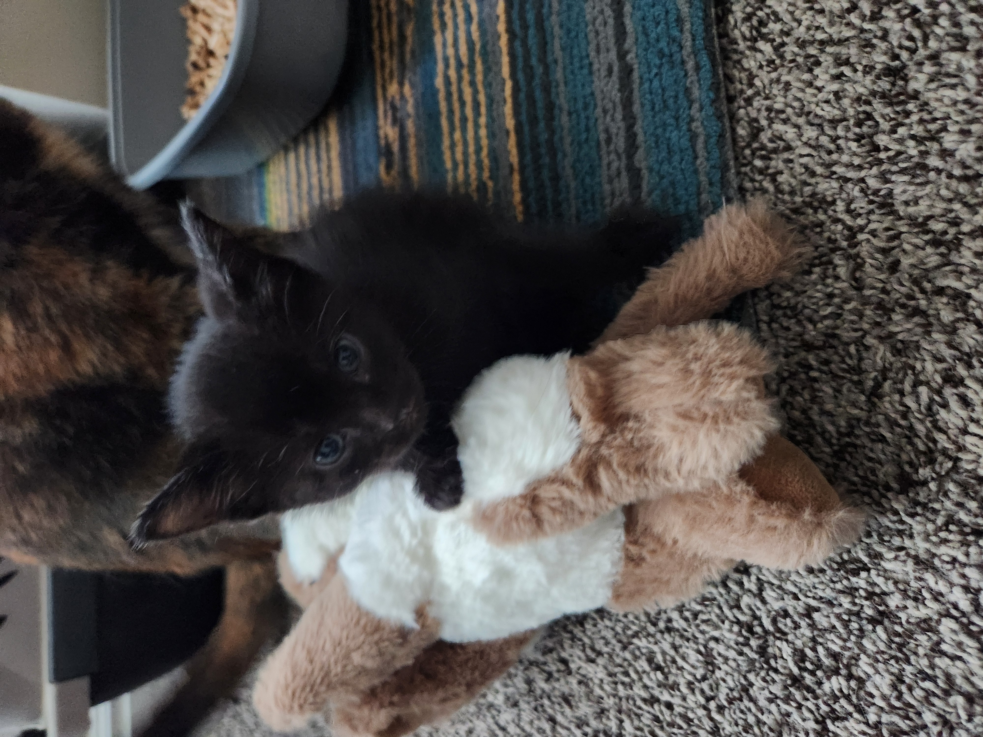 Picture of the Animal Listed