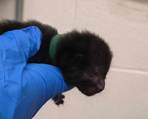 Picture of the Animal Listed