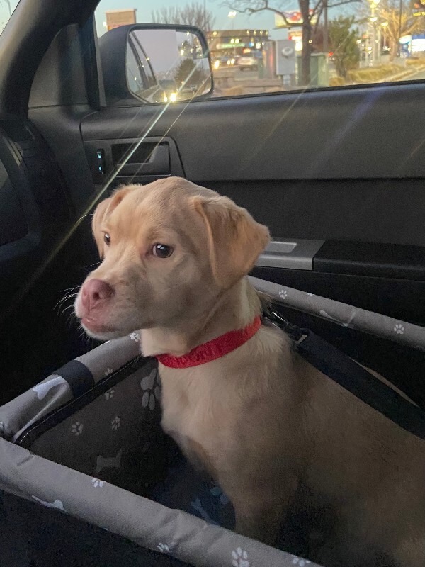 Picture of the Animal Listed