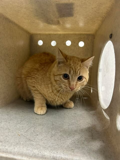 Picture of the Animal Listed