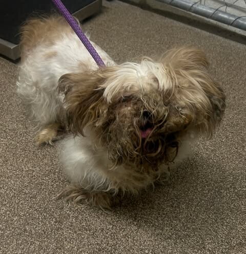 Picture of the Animal Listed