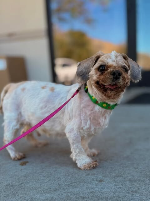 Picture of the Animal Listed