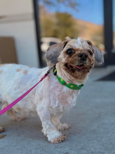 Picture of the Animal Listed