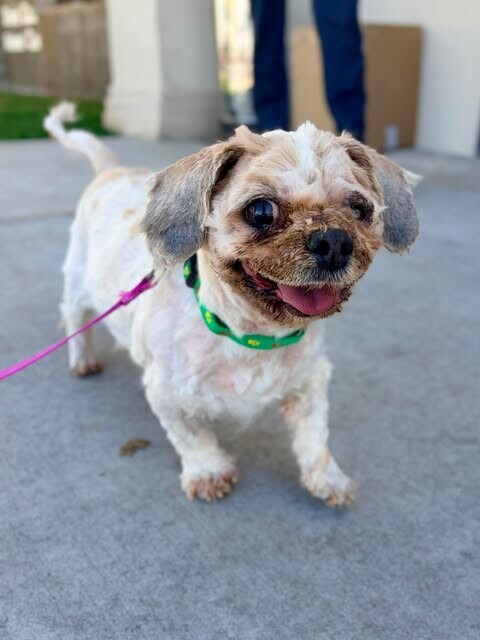 Picture of the Animal Listed