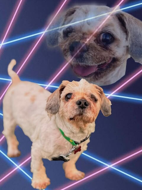 Picture of the Animal Listed