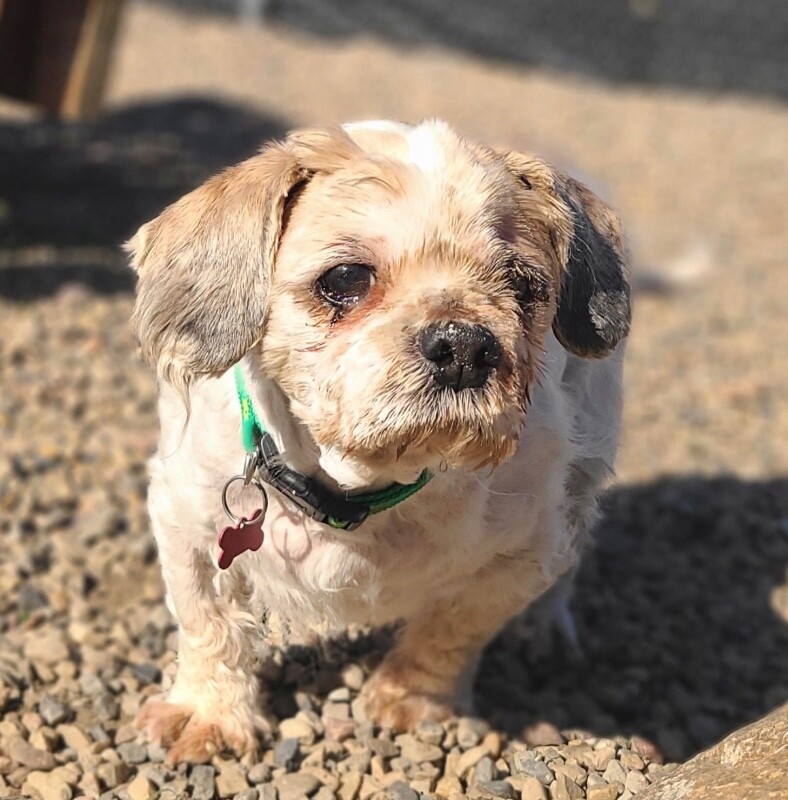 Picture of the Animal Listed