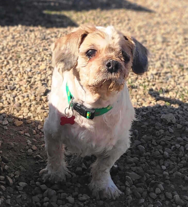 Picture of the Animal Listed