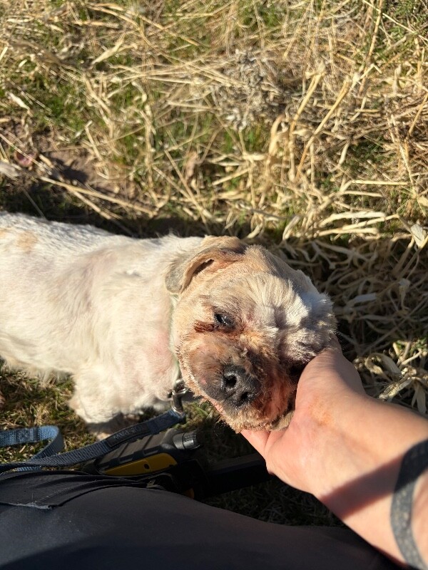 Picture of the Animal Listed