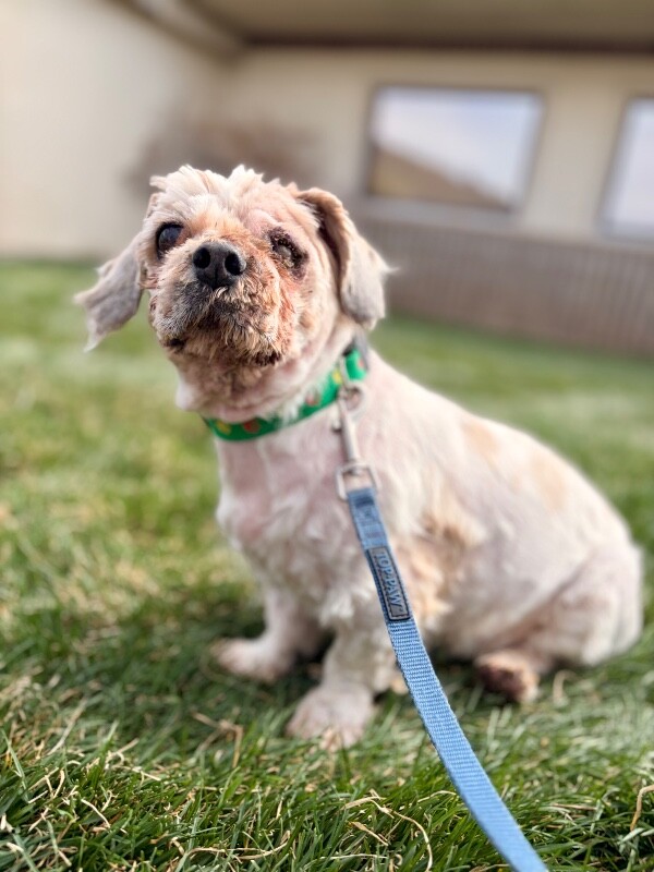 Picture of the Animal Listed