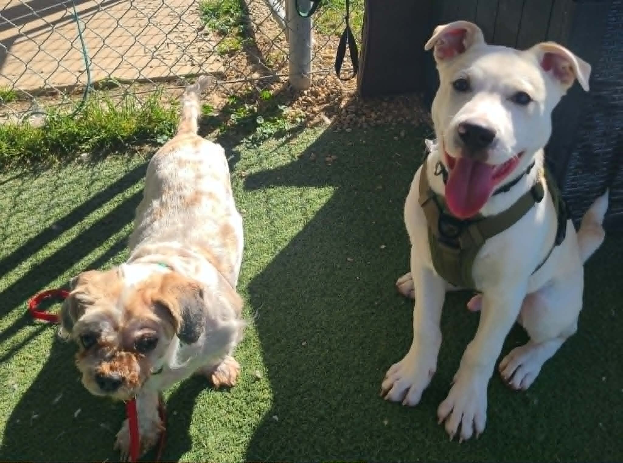 Picture of the Animal Listed