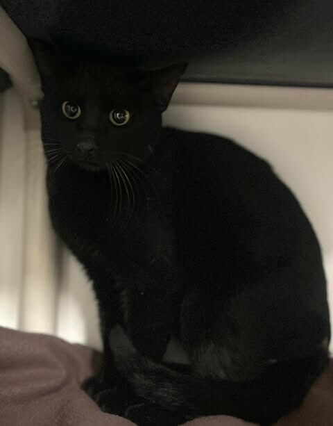 Picture of the Animal Listed