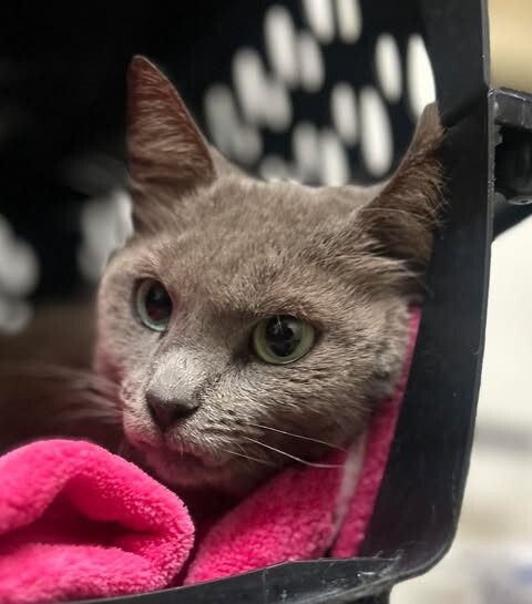 Picture of the Animal Listed