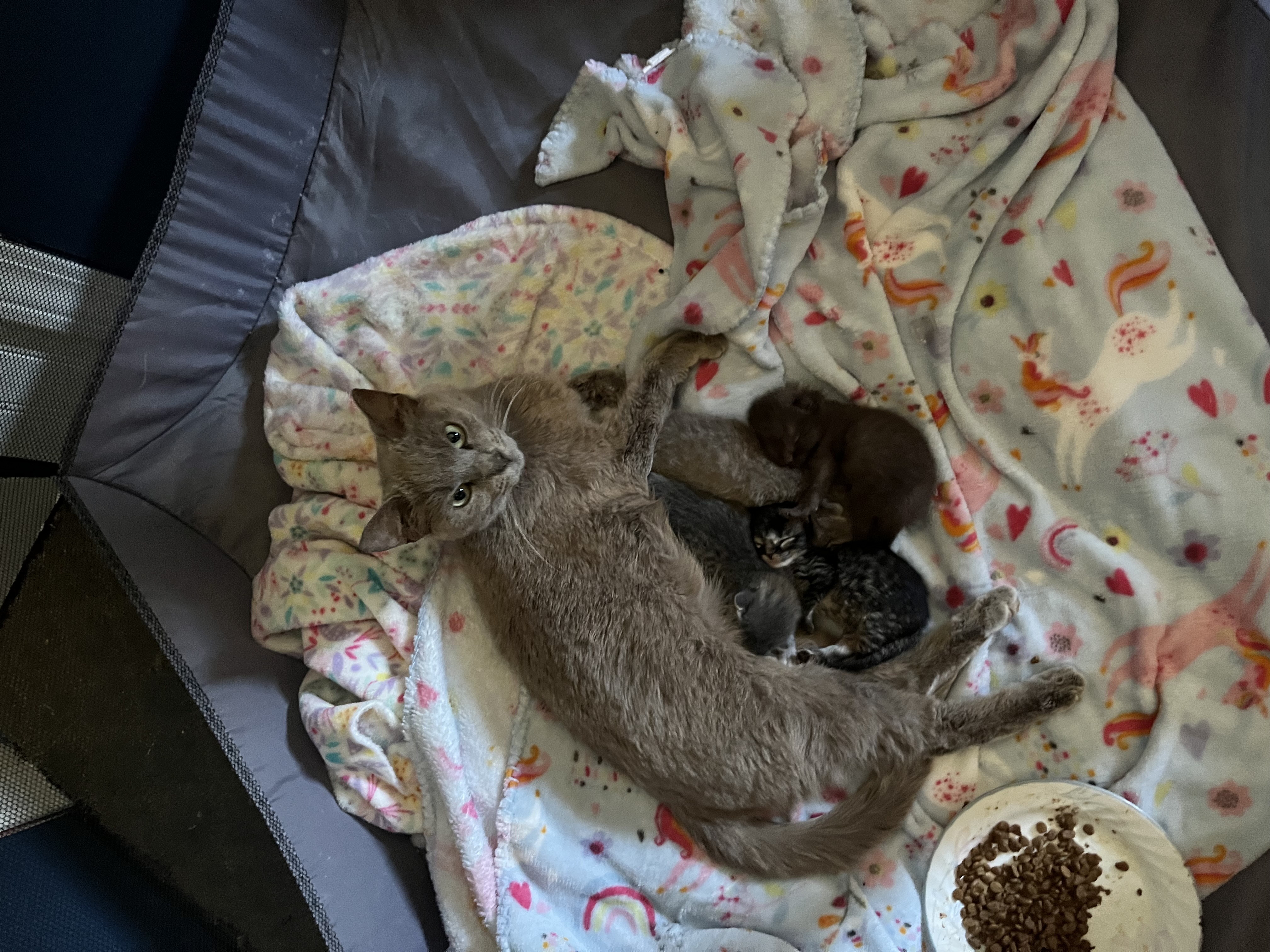 Picture of the Animal Listed