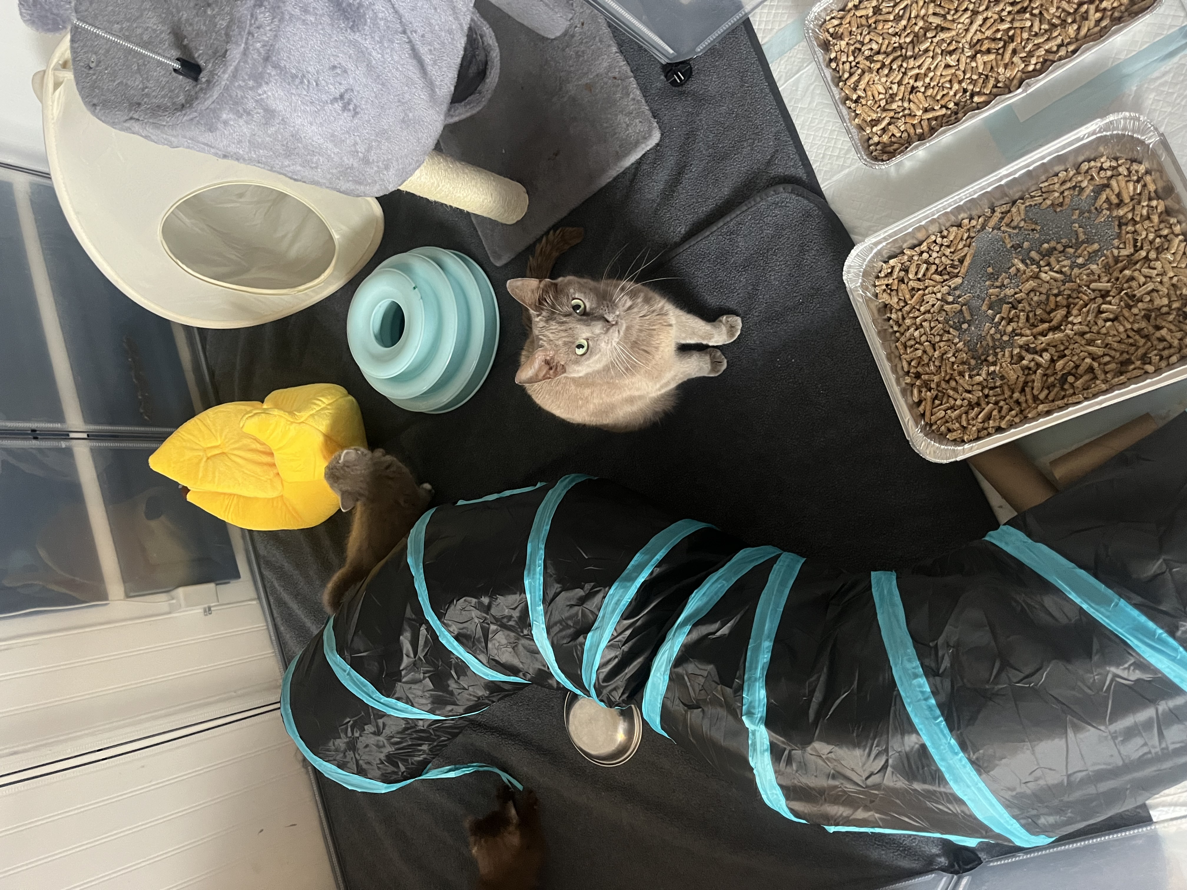 Picture of the Animal Listed