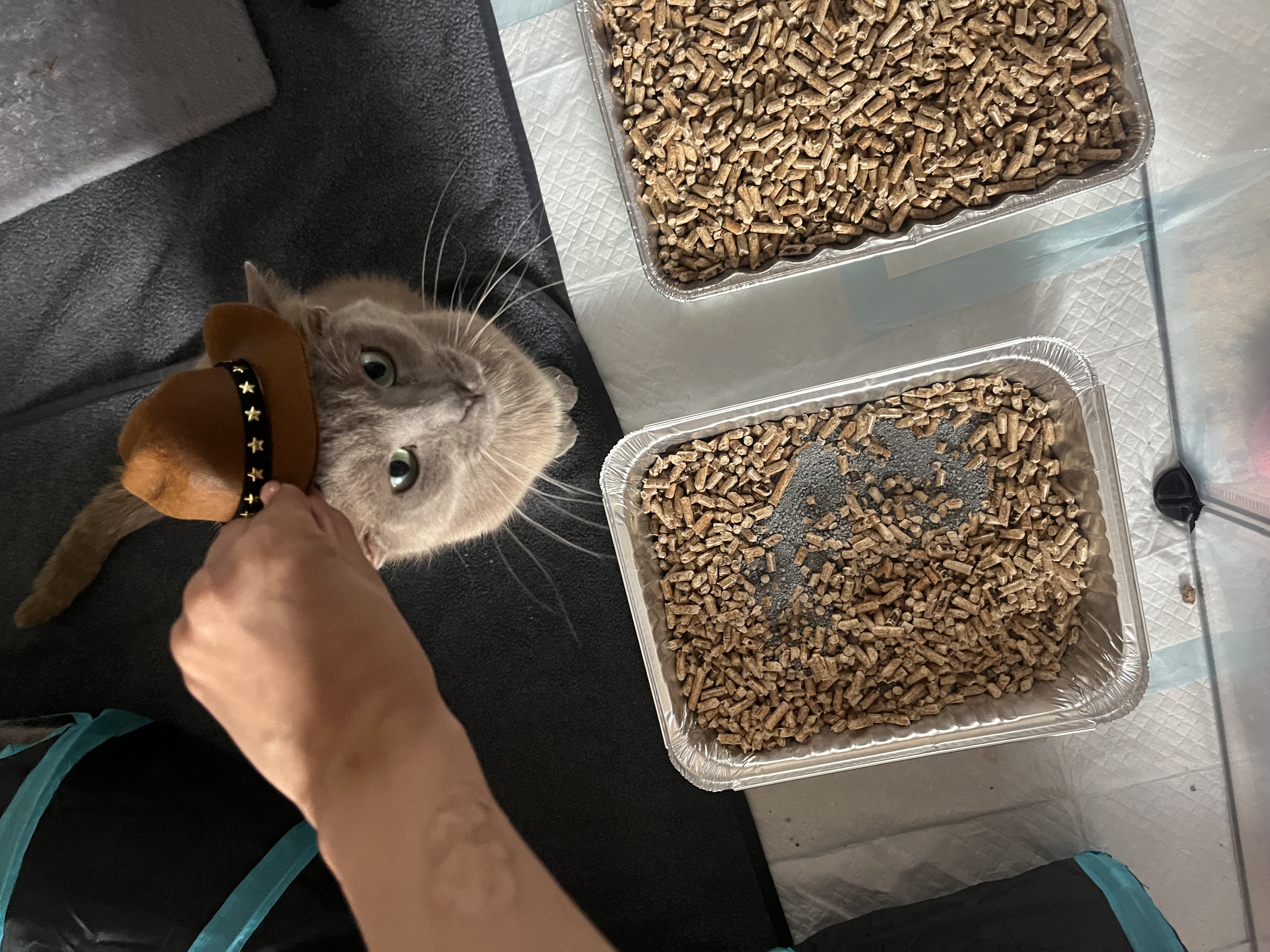 Picture of the Animal Listed