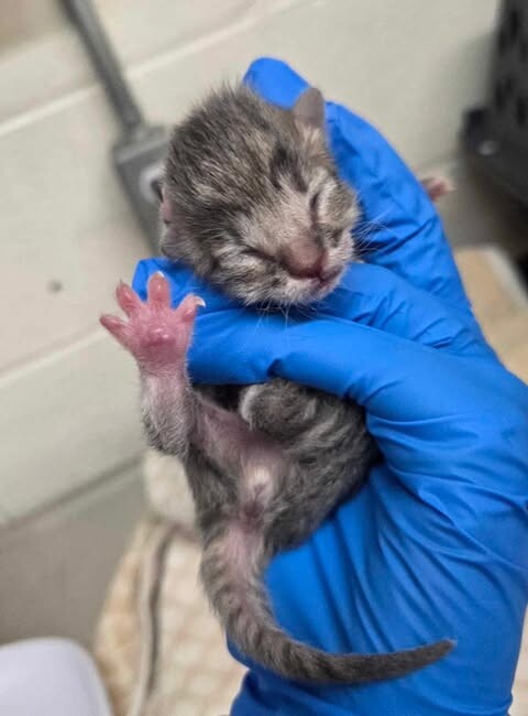 Picture of the Animal Listed