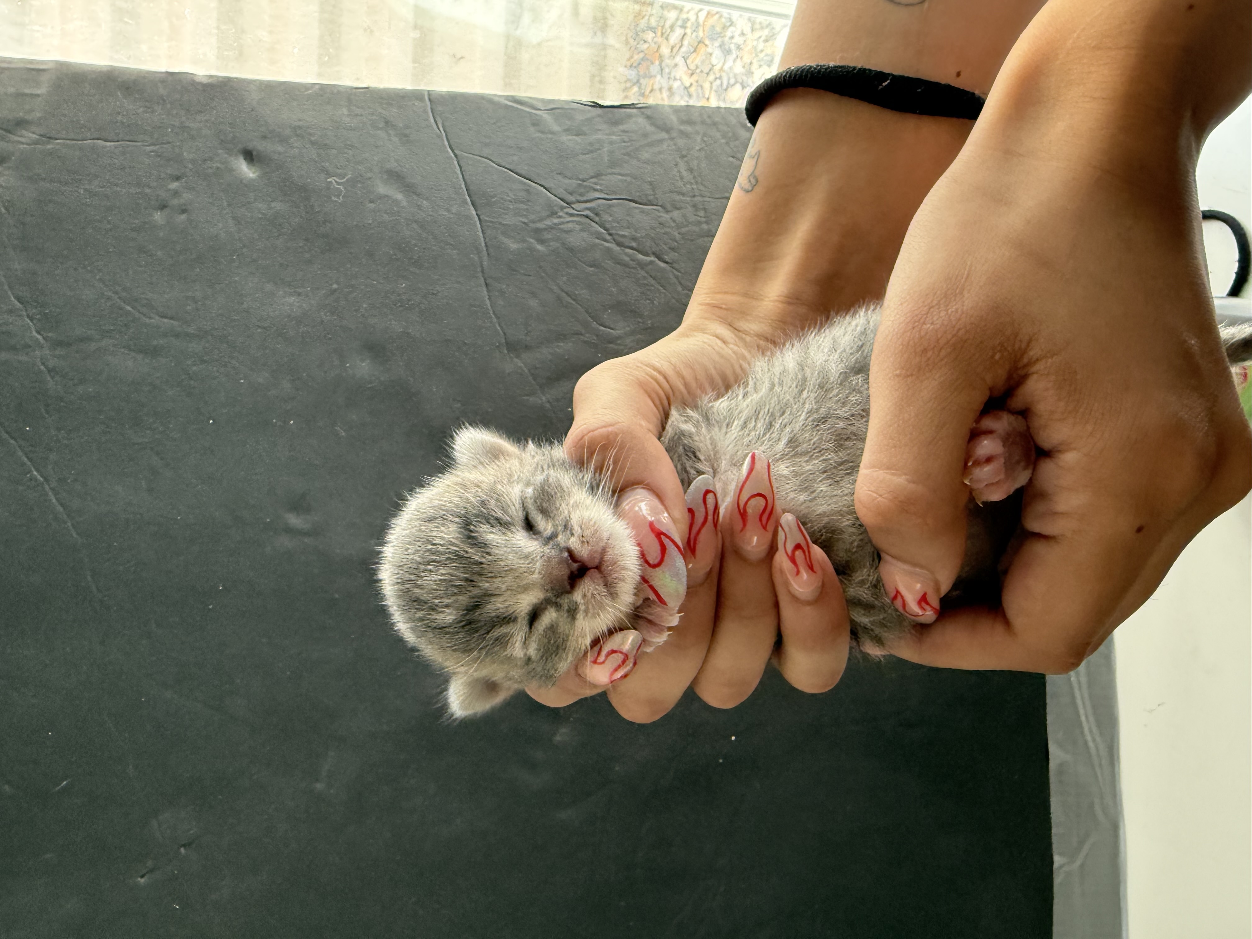 Picture of the Animal Listed