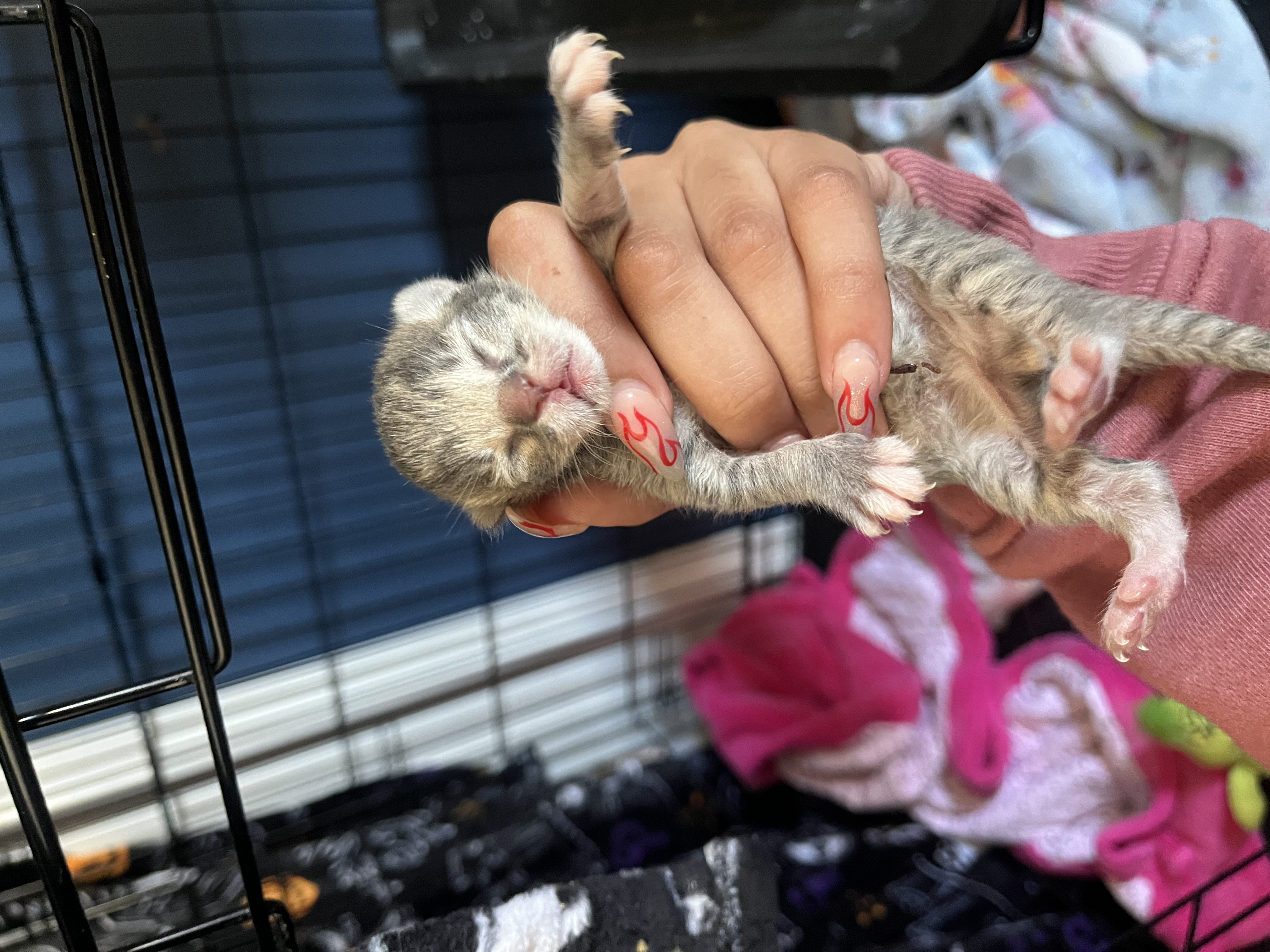 Picture of the Animal Listed