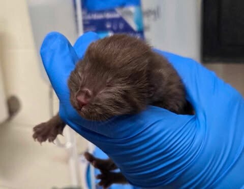 Picture of the Animal Listed