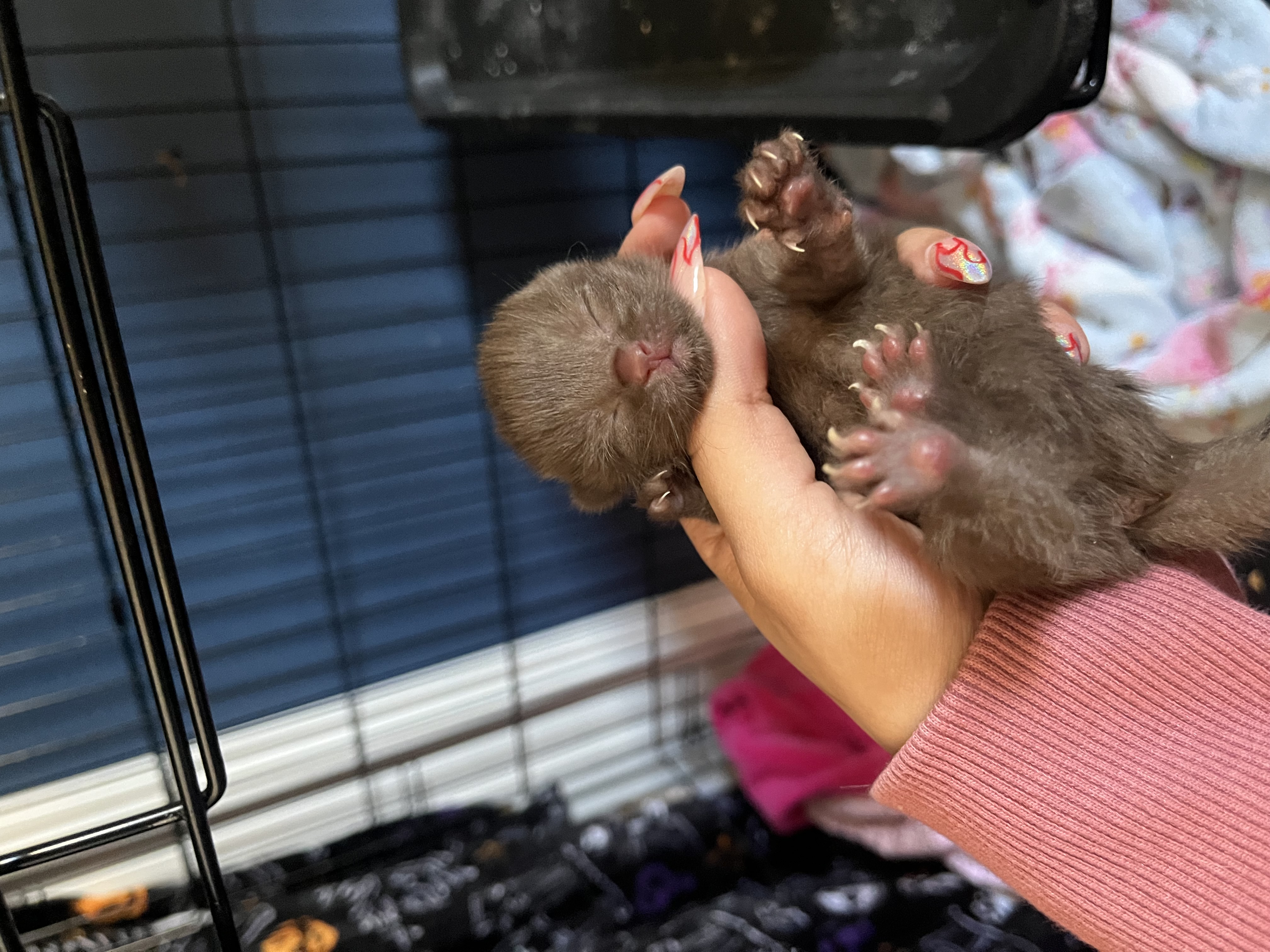 Picture of the Animal Listed