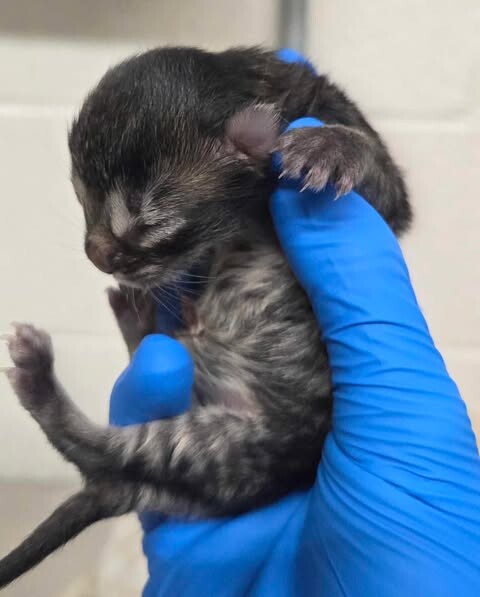 Picture of the Animal Listed