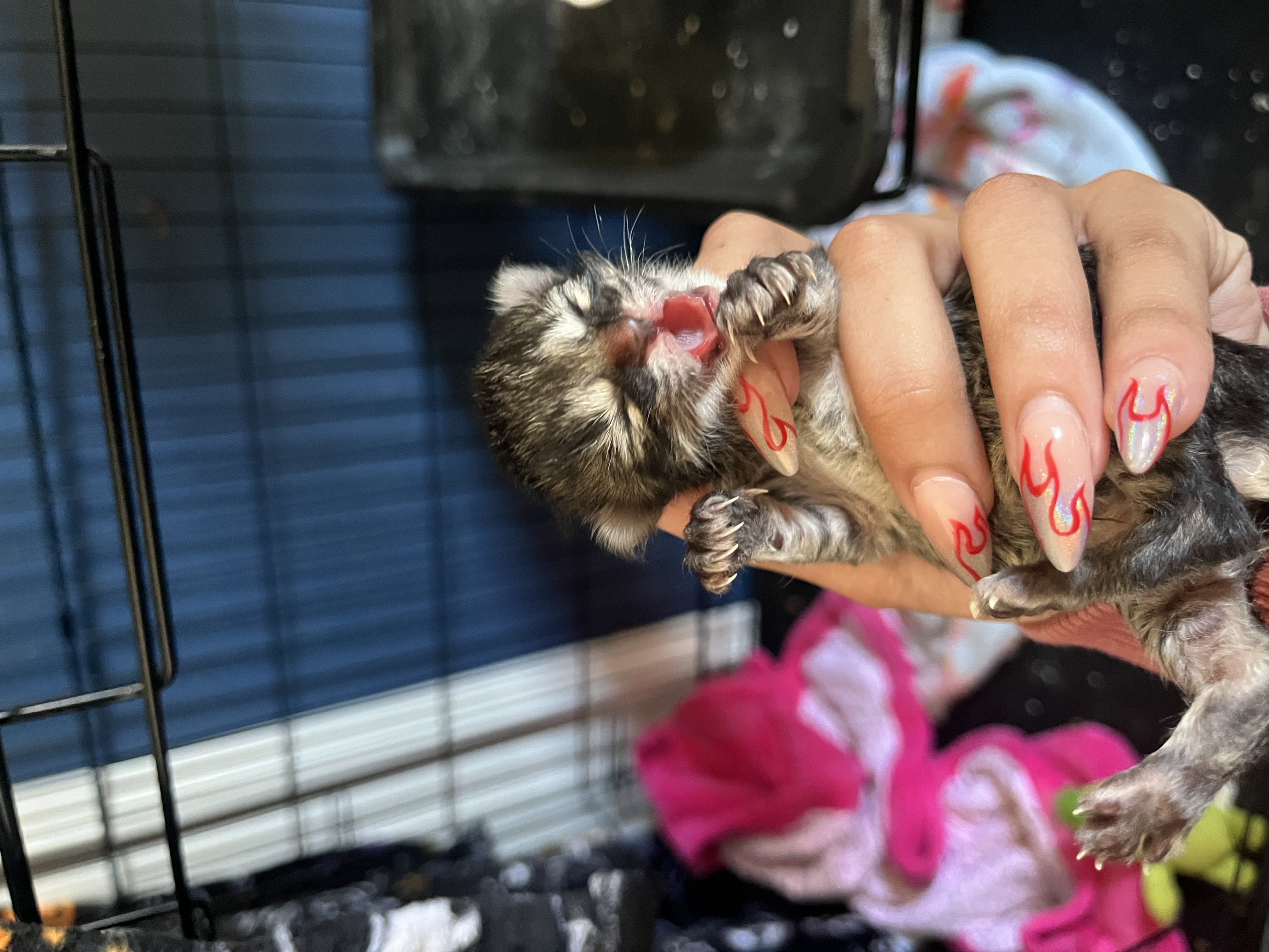 Picture of the Animal Listed