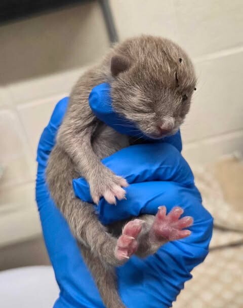 Picture of the Animal Listed