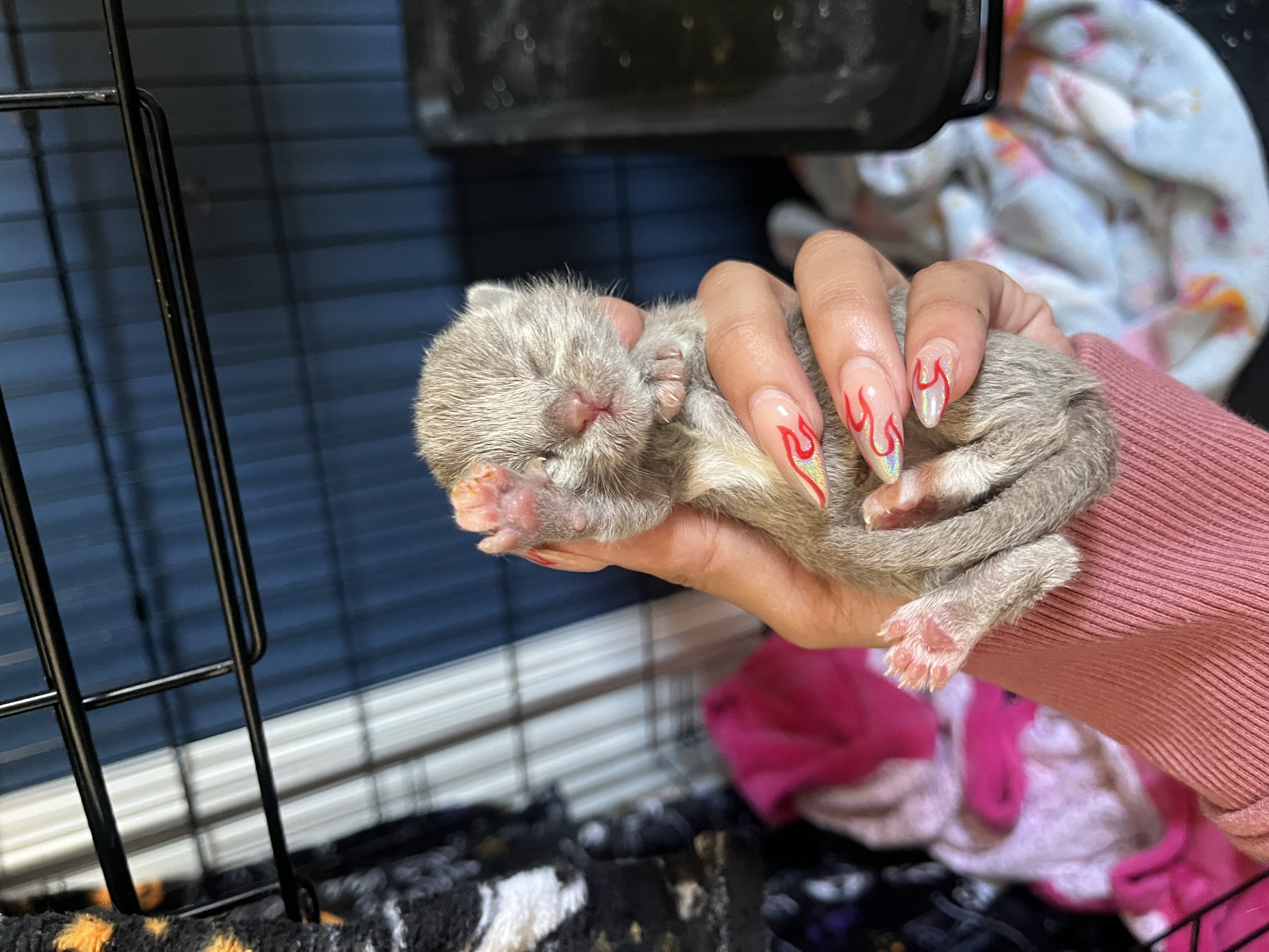 Picture of the Animal Listed