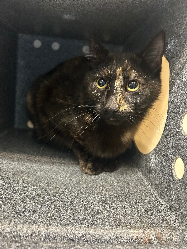 Picture of the Animal Listed