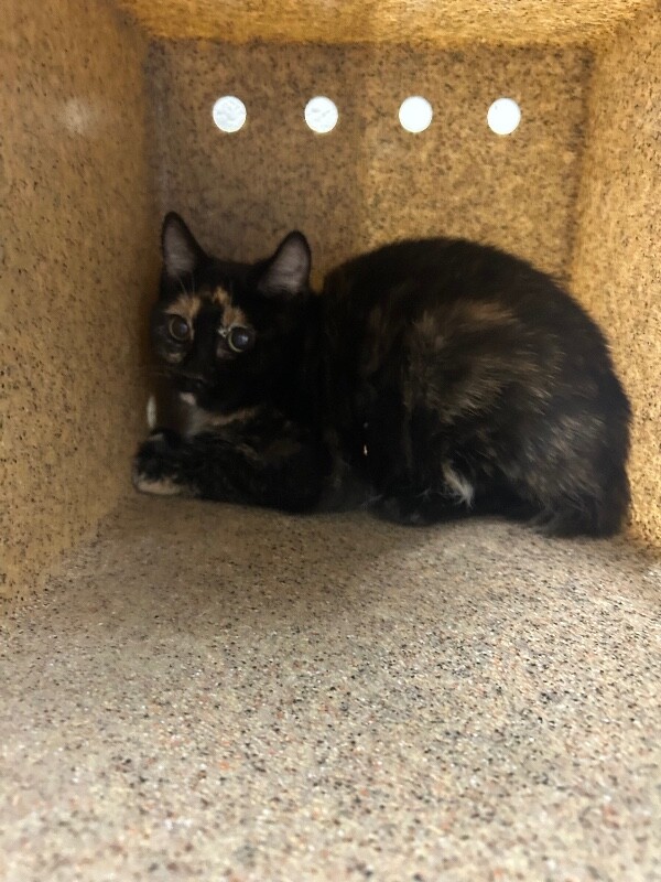 Picture of the Animal Listed