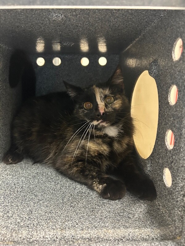 Picture of the Animal Listed