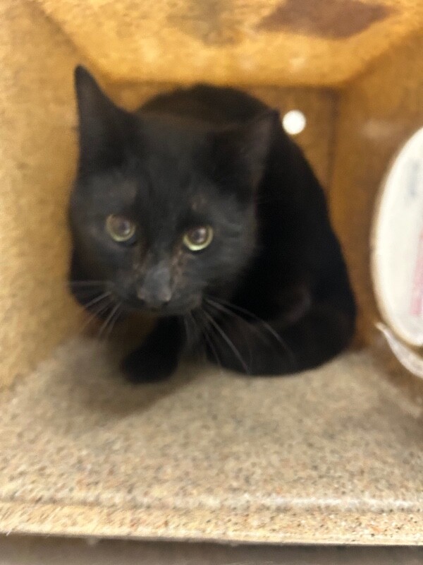 Picture of the Animal Listed