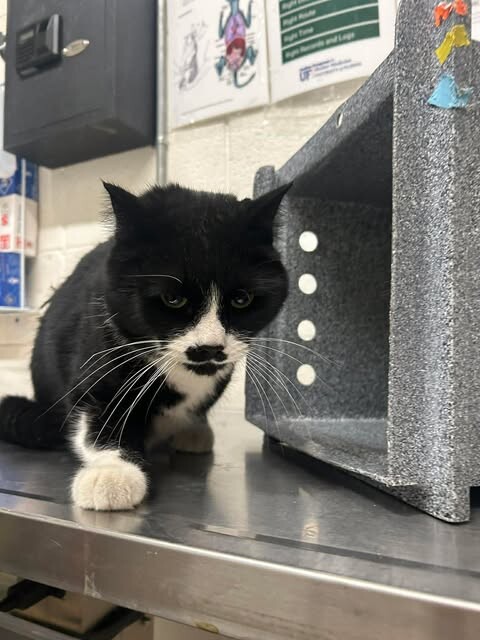 Picture of the Animal Listed